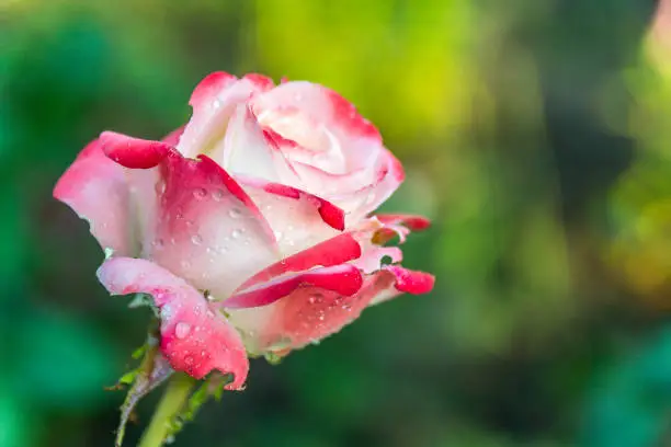 Rosebud, varieties of Prince of Monaco. Natural background. Gardening