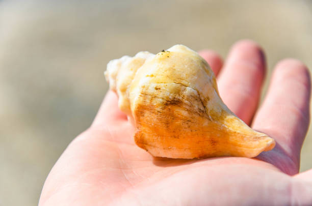 istock Hands holding sea shells on the beach. 1139696008