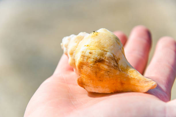 istock Hands holding sea shells on the beach. 1139696027