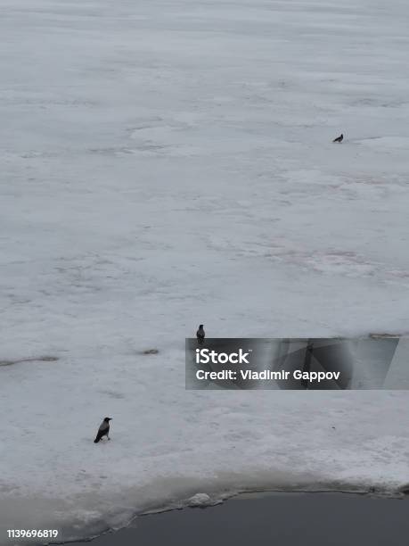 Mehrere Vögel Im Schnee Im Frühlingsanfang Auf Dem Flussufer Im März Stockfoto und mehr Bilder von Echte Elster - Gattung