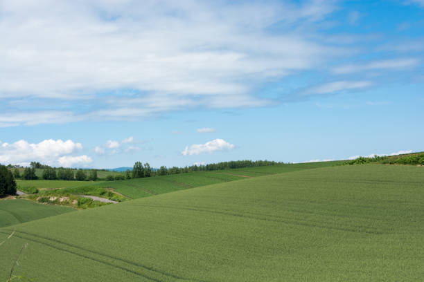 istock Green wheat field and blue sky 1139698216