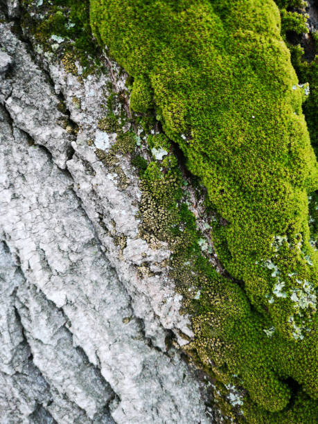 Wood texture with green moss close up. Grunge tree background