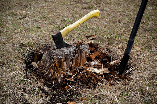 Uprooting the old stump.