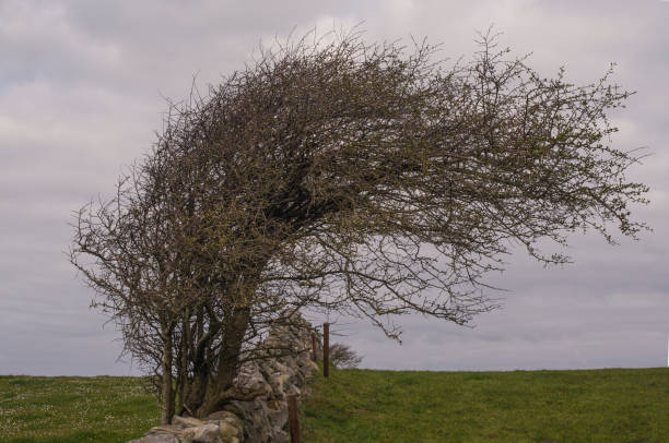 muros de piedra a lo largo de la ruta wild atlantic way, ballyvaughan, condado de clare, irlanda. - county clare the burren ballyvaughan stone fotografías e imágenes de stock