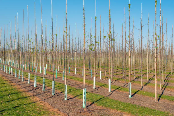 istock Rows of trees at a specialized Dutch tree nursery 1139701372