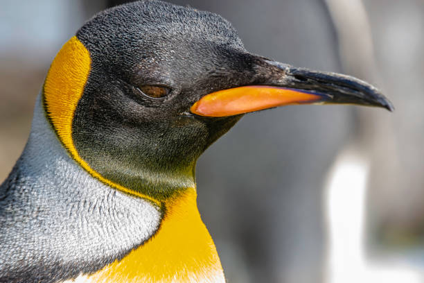 könig pinguin. nahaufnahme, rechts im profil porträt von majestätischen, großen und bunten, flugunfähigen vogel. tierfotografie. tierkopf nur. verschwommene natürliche, helle hintergrund und kopierraum. - nobody beak animal head penguin stock-fotos und bilder