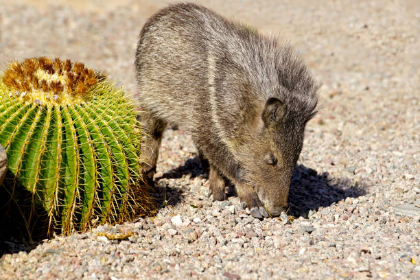 baby javelina - nabelschwein stock-fotos und bilder