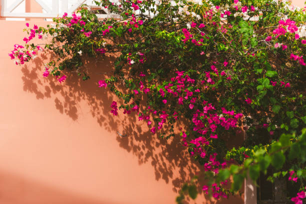 istock Bougainvillea on Santorini 1139703335