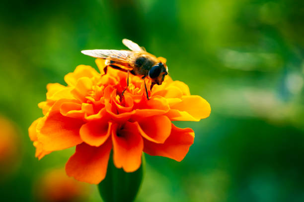 istock Orange Tagetes patula flower with bee. Green background. 1139704066