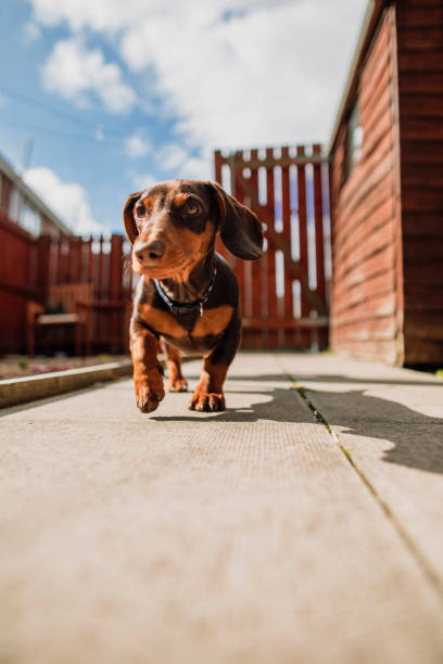 A close-up shot of a brown Dachshund Dog, he can be seen walking outdoors on a sunny day in North Shields, England.