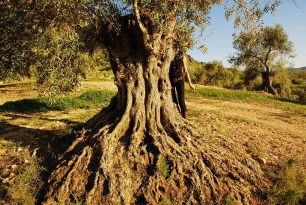 ein wunderschöner olivenbaum zu 100. - malaga seville cadiz andalusia stock-fotos und bilder