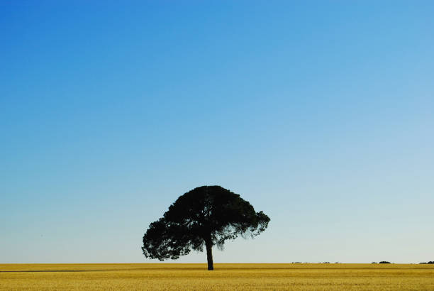 istock the lonely tree with the blue sky background 1139706328