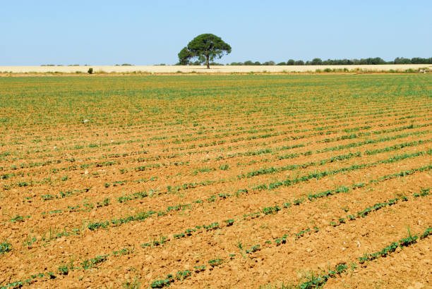 das trockene land des bewirtschafteten feldes - malaga seville cadiz andalusia stock-fotos und bilder