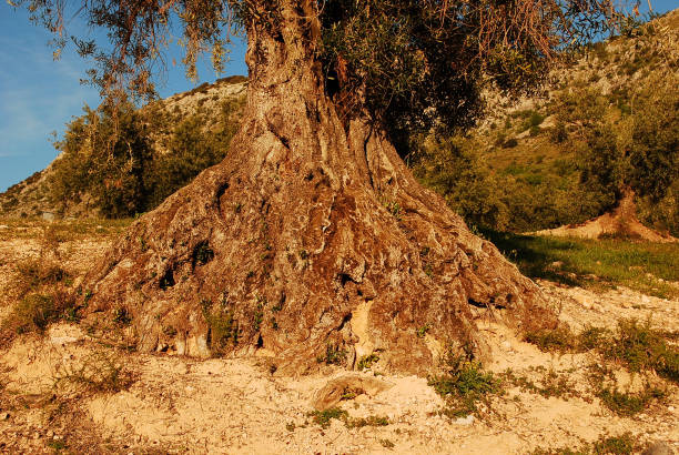 ein schöner und alter olivenbaum - malaga seville cadiz andalusia stock-fotos und bilder