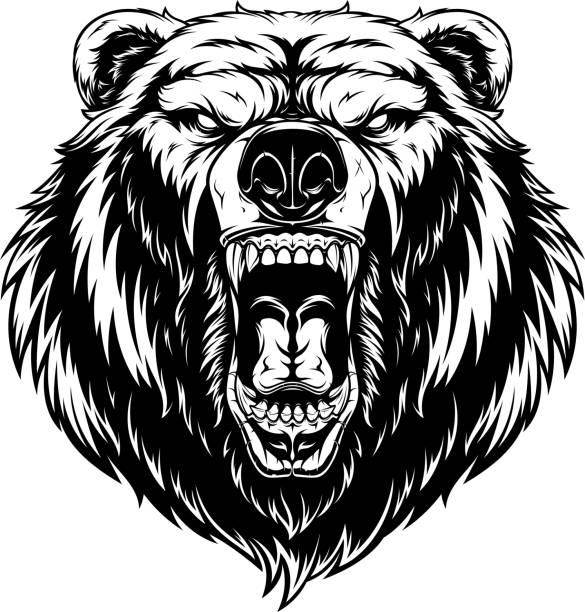Head of a ferocious bear Vector illustration, head of a ferocious grizzly bear, contour on a white background bear face stock illustrations
