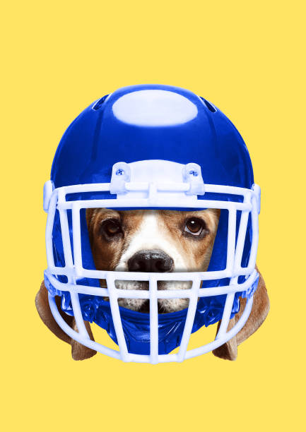 istock Pets rights. Modern design. Contemporary art collage. 1139707192