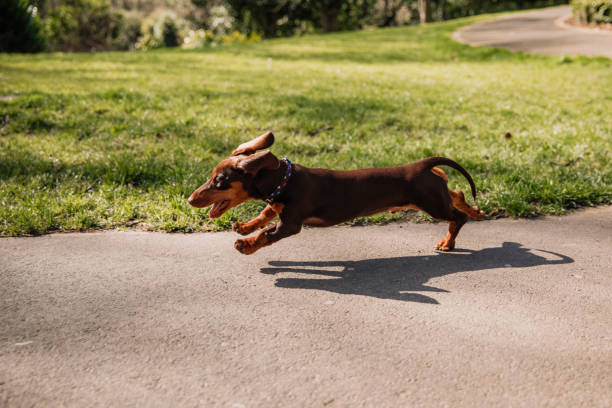 67,607 Excited Animals Stock Photos, Pictures & Royalty-Free Images - iStock | Excitement, Celebration, Surprised 67,607 Excited Animals Stock Photos, Pictures & Royalty-Free Images - iStock | Excitement, Celebration, Surprised