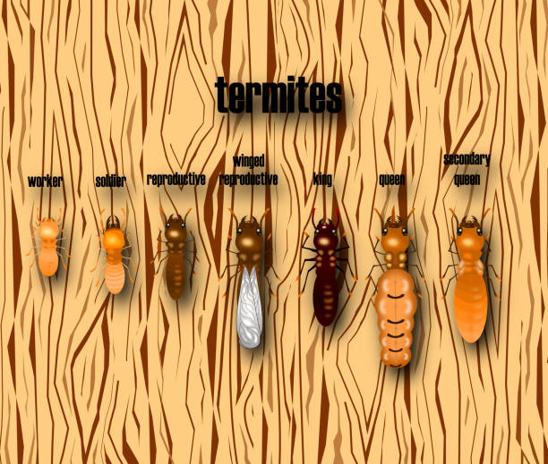 termitenlebenszyklus mit holzhintergrund, cartoon-stil, vektor. - termite soil stock-grafiken, -clipart, -cartoons und -symbole