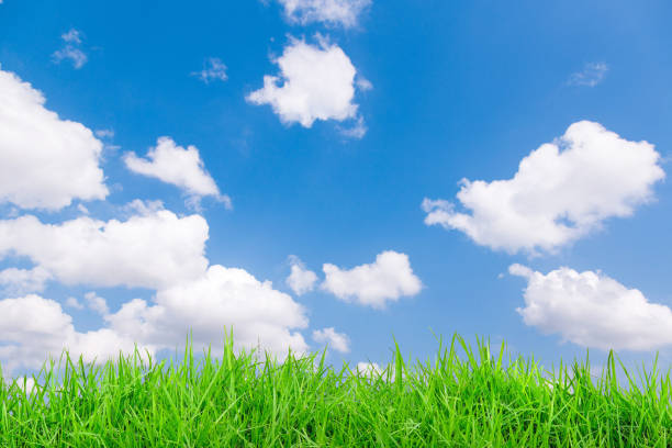 istock art abstract spring background or summer background with fresh grass 1139709599