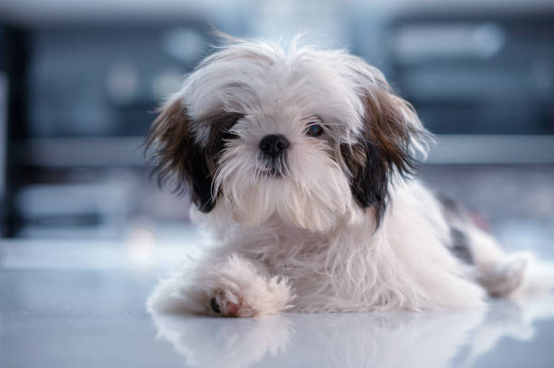 istock Shih Tzu Laying Down on a White Reflective Surface Looking Content 1139709615