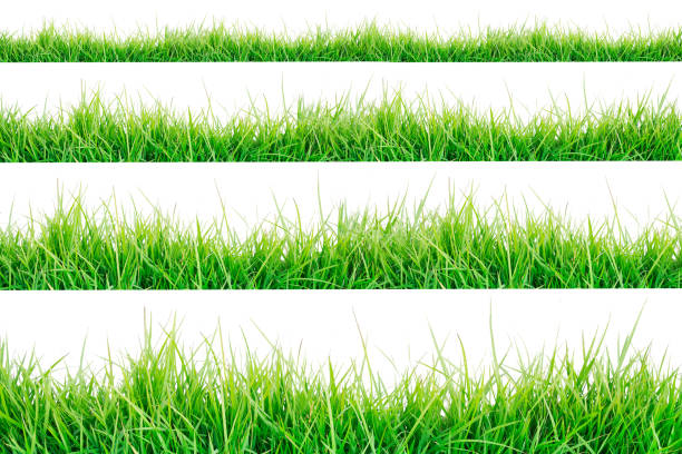 istock Green Grass Border isolated on white background. 1139709826