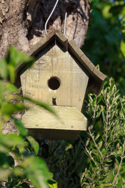 istock bird's nest in nature 1139711284