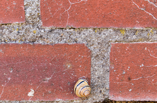 Grove snail or brown-lipped snail, Cepaea nemoralis, attached to a red brick garden wall