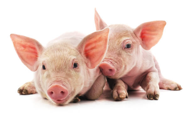 pequeños cerdos rosas. - livestock pink agriculture nature fotografías e imágenes de stock