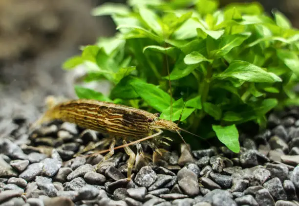 Photo of Close-up view of Freshwater Bamboo Shrimp. Atyopsis moluccensis.