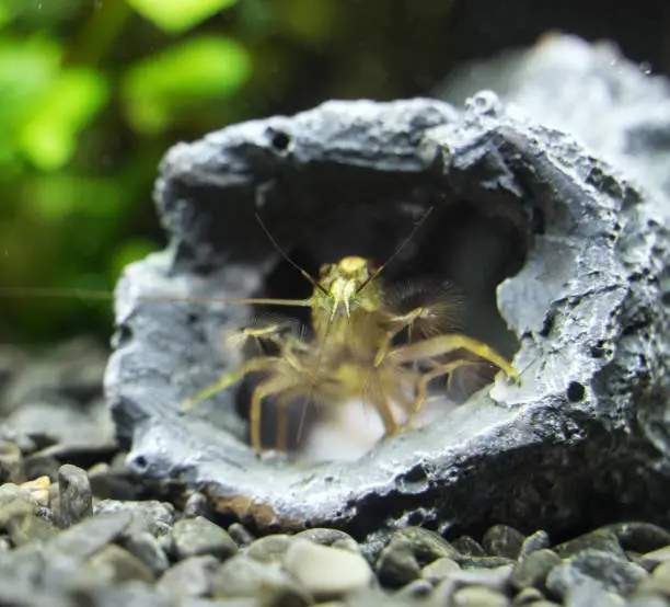 Photo of Close-up view of Freshwater Bamboo Shrimp. Atyopsis moluccensis.