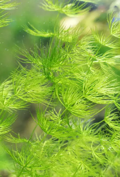 Close-up view of Freshwater Plant. Ceratophyllum demersum.