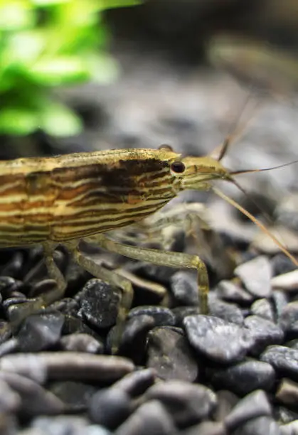 Photo of Close-up view of Freshwater Bamboo Shrimp. Atyopsis moluccensis.