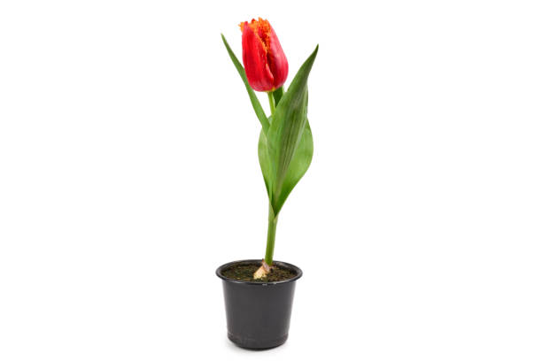 istock Tulip in a pot isolated on white background. 1139714106