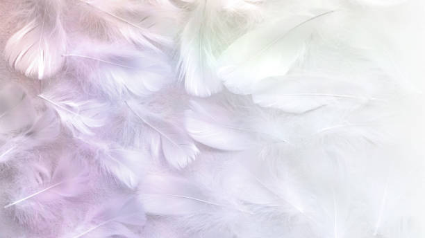istock Angelic Pastel tinted White feather background 1139714944