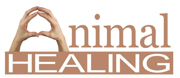 istock Use your Hands and try animal healing 1139715303