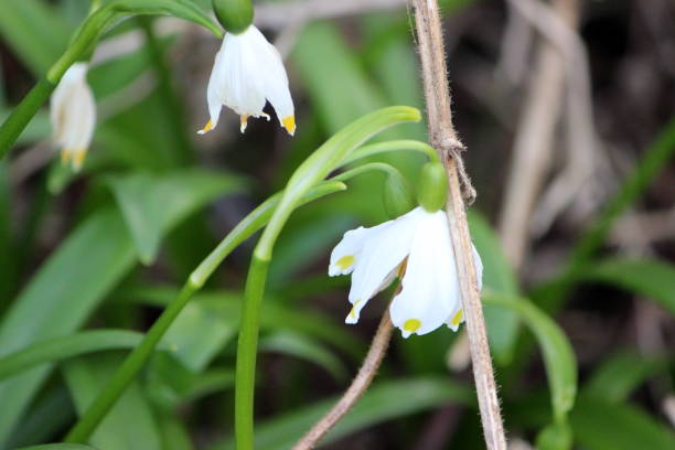 istock lily of the valley 1139715440