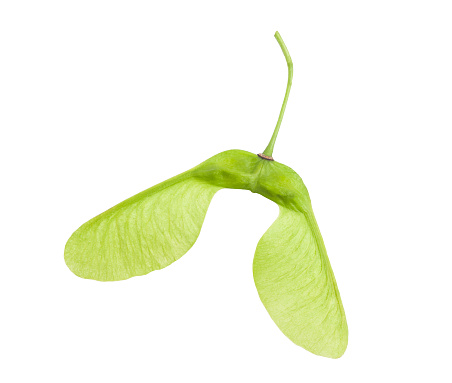 Green Maple fruit ( samara ) isolated on white background
