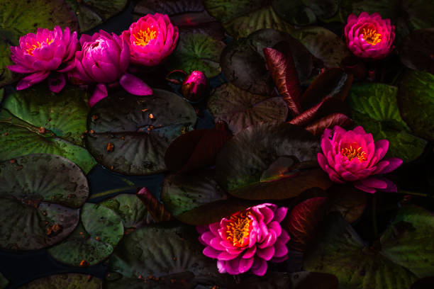 Baby Frogs Hide Amongst Lily Pads and Water Lilies