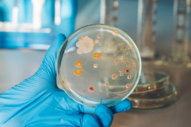istock Woman scientist holding petri dish soil microorganisms on nutrient agar. 1139719246