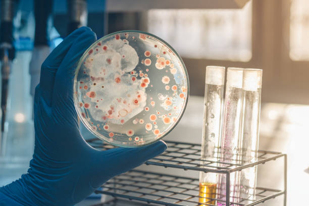 scienziata donna che tiene in mano microrganismi del suolo della piastra di petri su un agar nutriente. - petri dish bacterium science laboratory foto e immagini stock