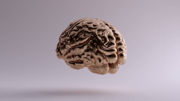 istock Bronze Anatomical Brain Rear 3Q Left 1139719682