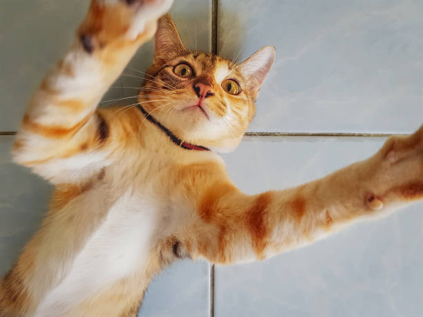 istock High Angle View of Ginger Cat Belly Up Lying On the Floor 1139720754