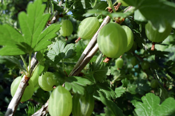 istock Branches of gooseberries with green berries. 1139721386