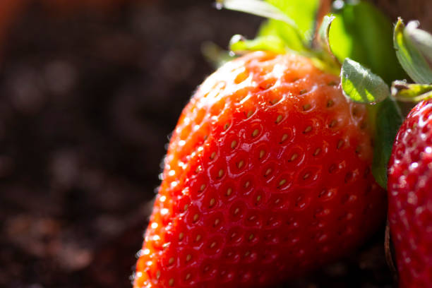 istock Juicy fresh raw strawberries handpicked in summer 1139722820