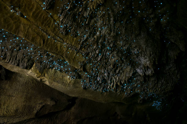 Amazing New Zealand Tourist attraction glowworm luminous worms in caves. High ISO Photo. Amazing New Zealand Tourist attraction glowworm luminous worms in caves. High ISO Photo.. waitomo caves stock pictures, royalty-free photos & images