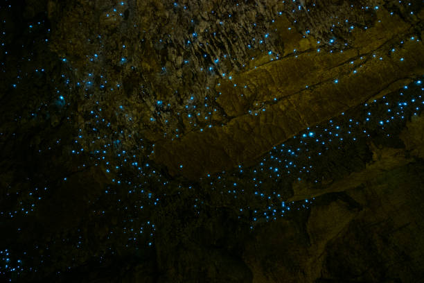 Amazing New Zealand Tourist attraction glowworm luminous worms in caves. High ISO Photo. Amazing New Zealand Tourist attraction glowworm luminous worms in caves. High ISO Photo.. waitomo caves stock pictures, royalty-free photos & images
