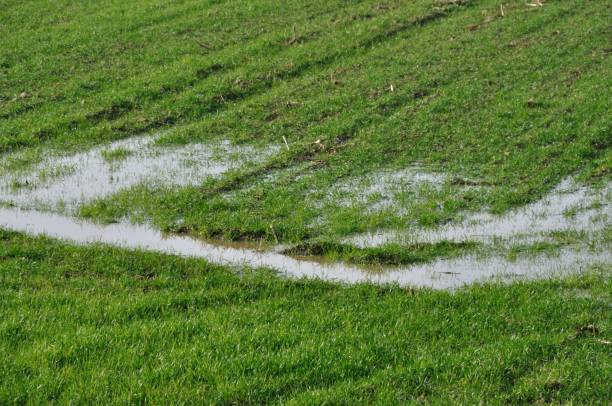 istock Flooded field at winter 1139722976