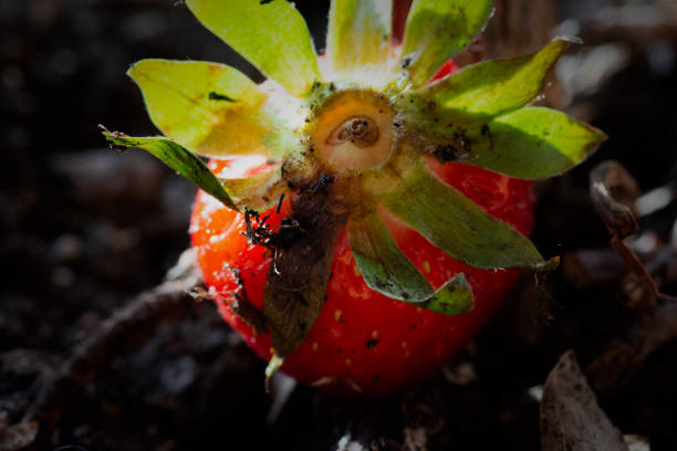 istock Juicy fresh raw strawberries handpicked in summer 1139723494
