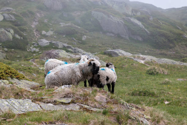 istock Closeup sheeps in mountains scenes, walk through the great Aletsch Glacier 1139724866