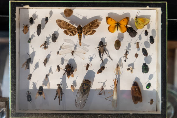 insetti collezione con spille per l'entomologia - lautaro foto e immagini stock